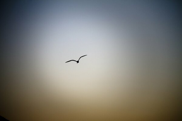 Pájaro en el cielo nocturno