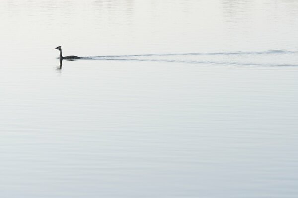 Nature. Duck on the lake