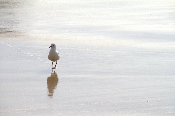 Nature. bird on the seashore