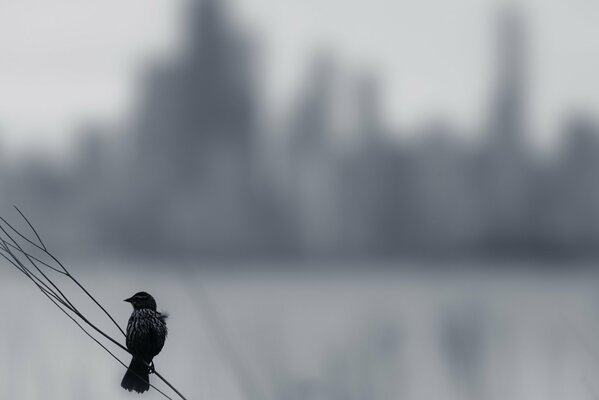 Background with a lonely bird on a branch