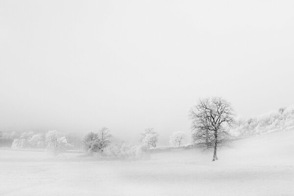 Ebano su un campo innevato