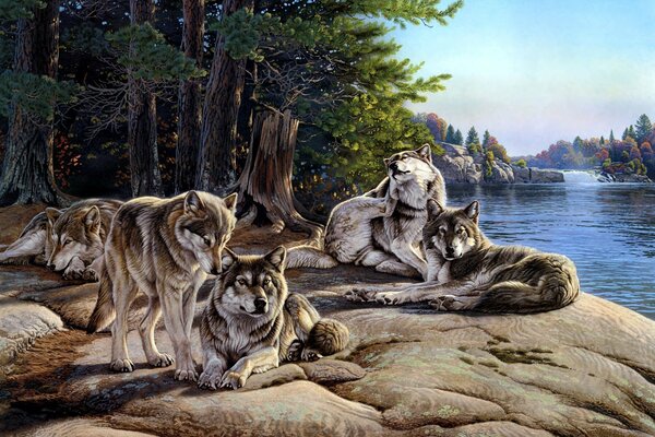 A pack of wolves is resting on their knees next to the river in the forest