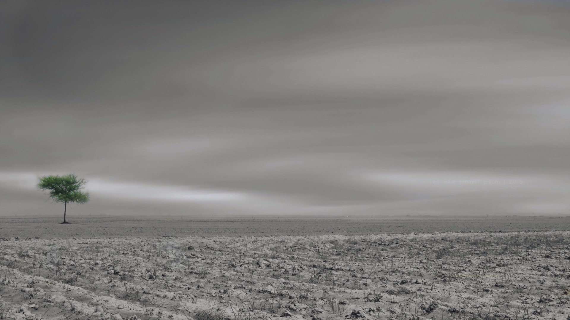 the field tree landscape