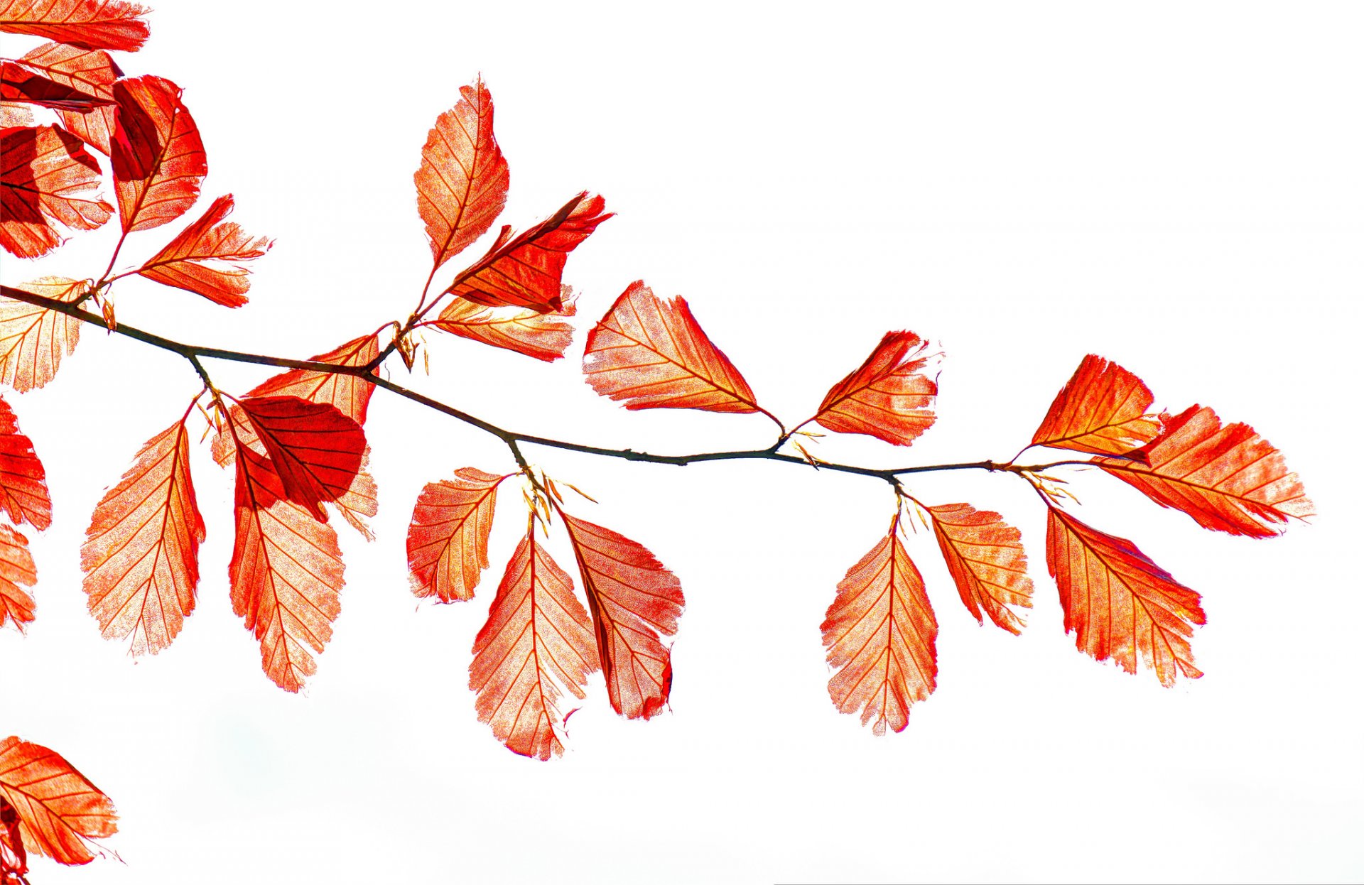 branche feuilles automne