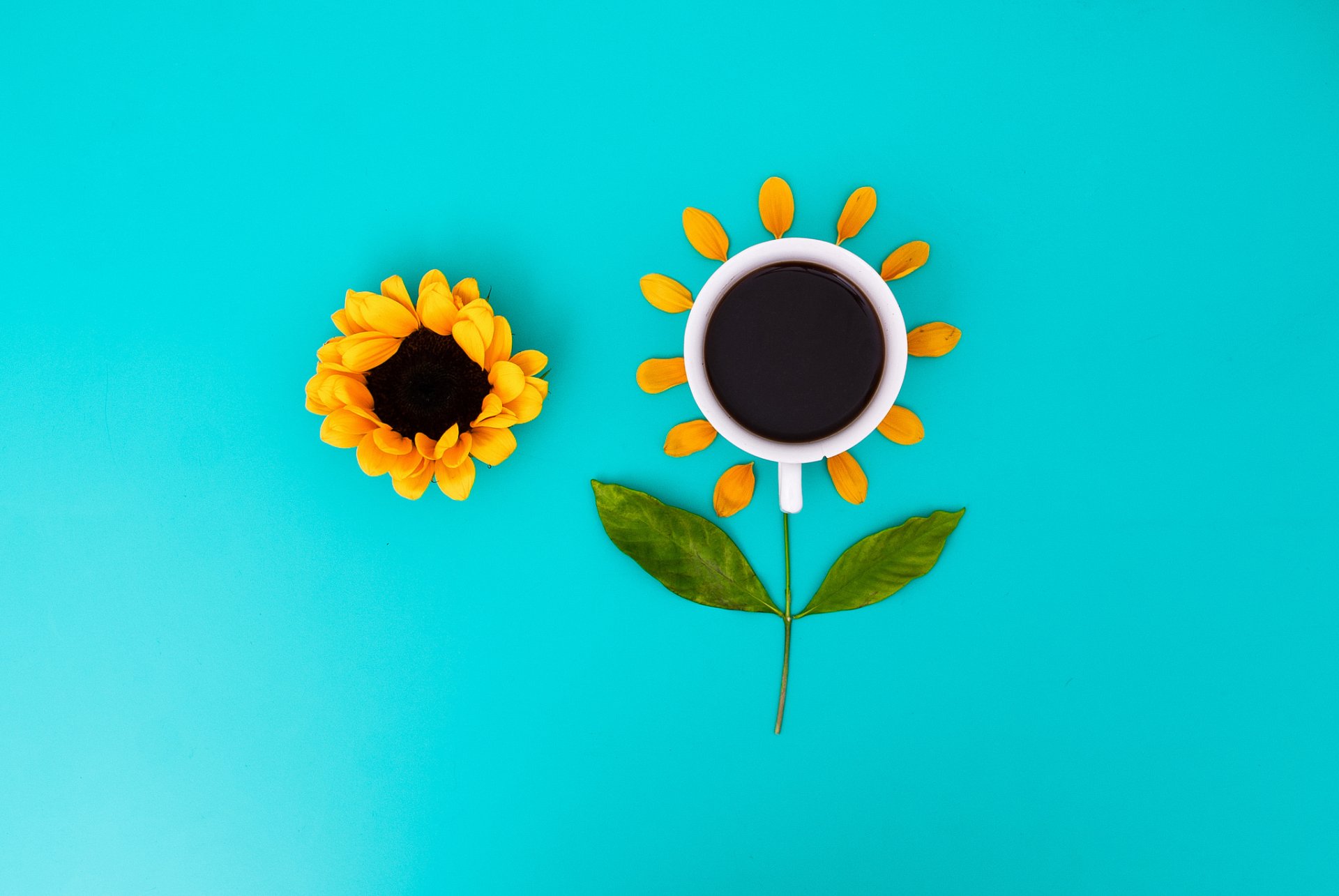 gros plan fleur feuilles tasse vue de dessus