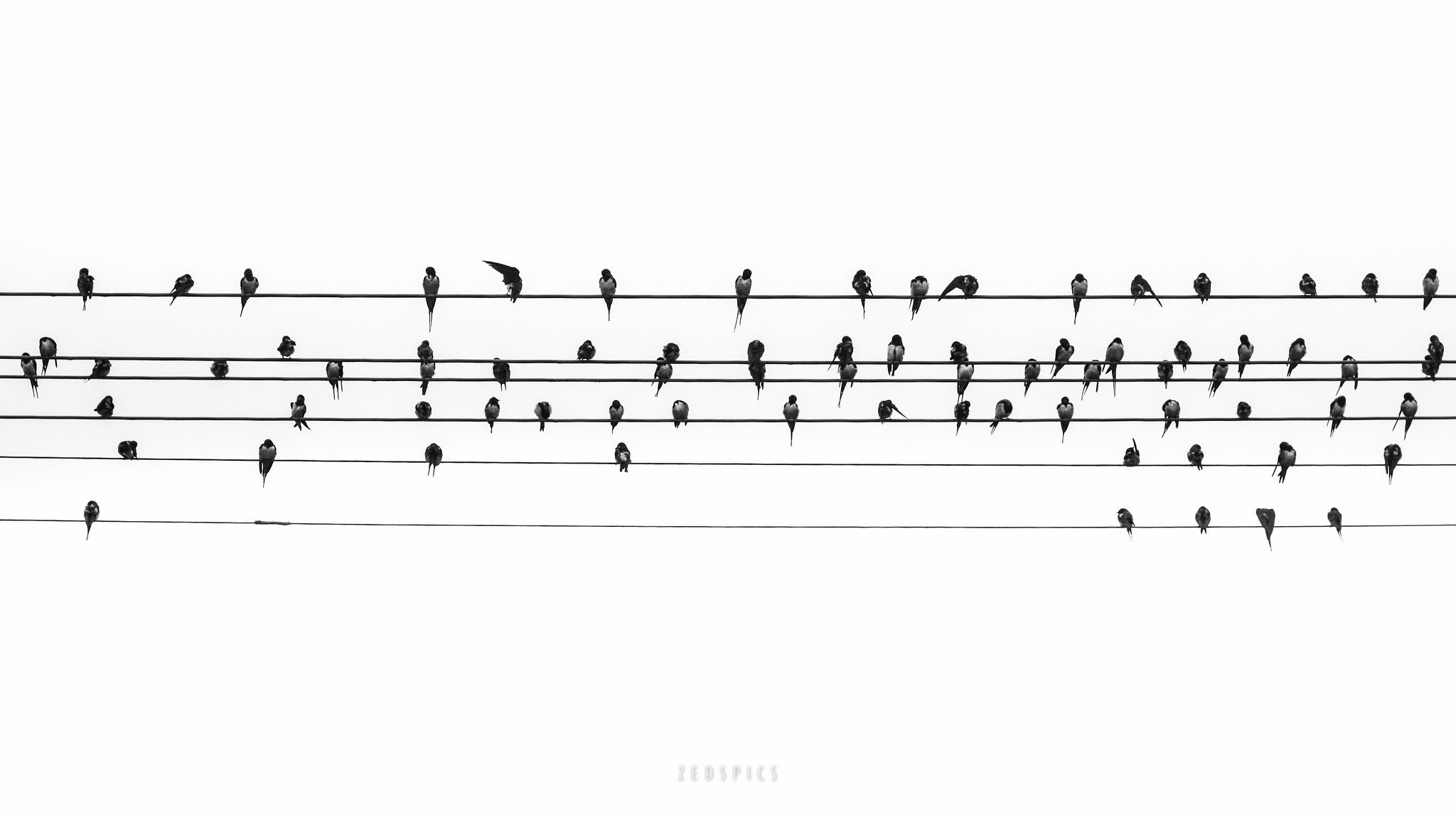 oiseaux fils notes musique