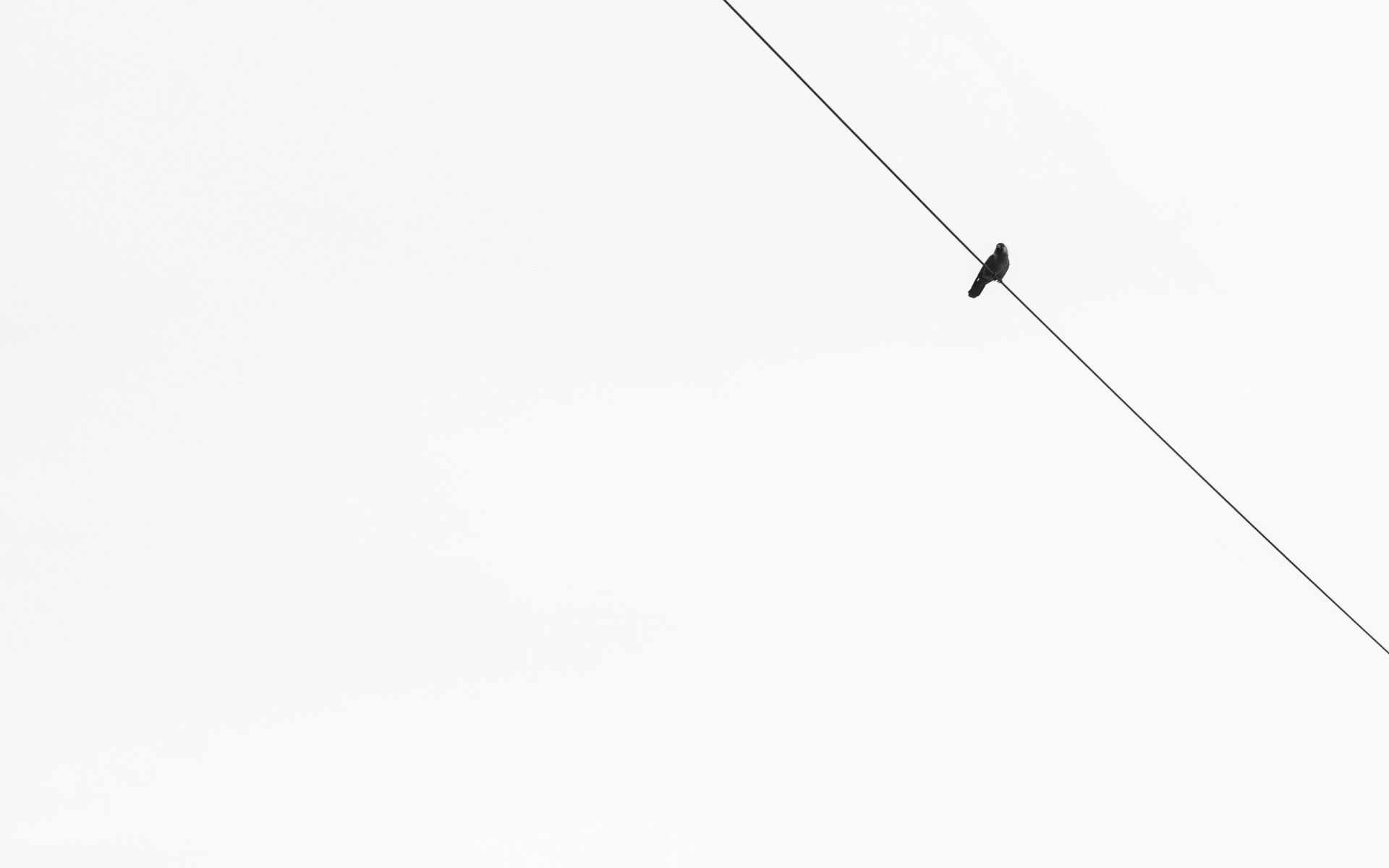 oiseau fond minimalisme