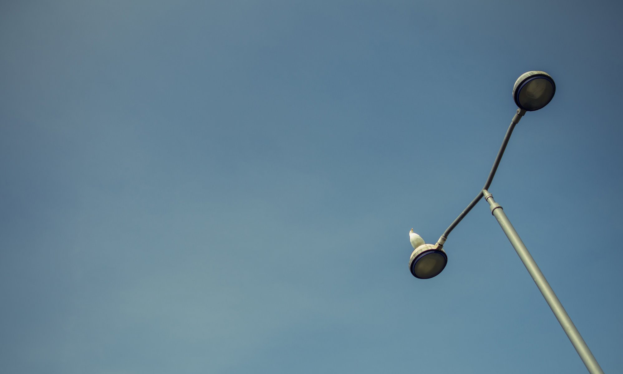 lampadaire lampe oiseaux ciel