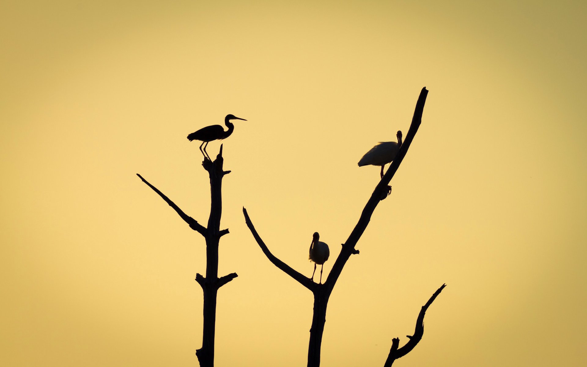 arbre branches silhouette oiseaux