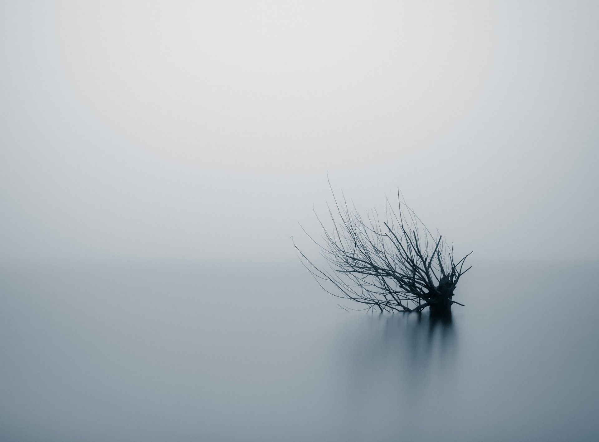 baum nebel natur