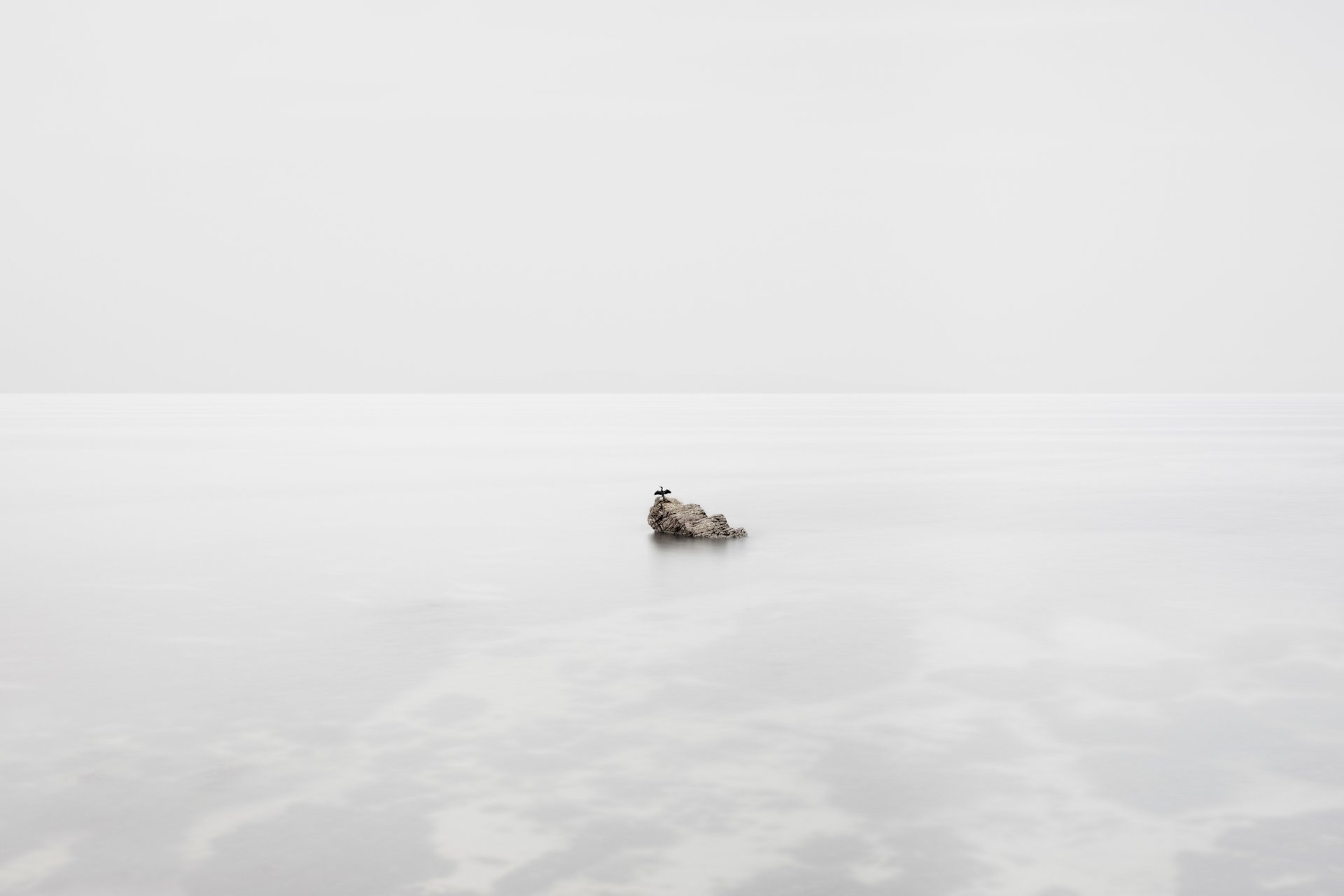 vogel meer felsen