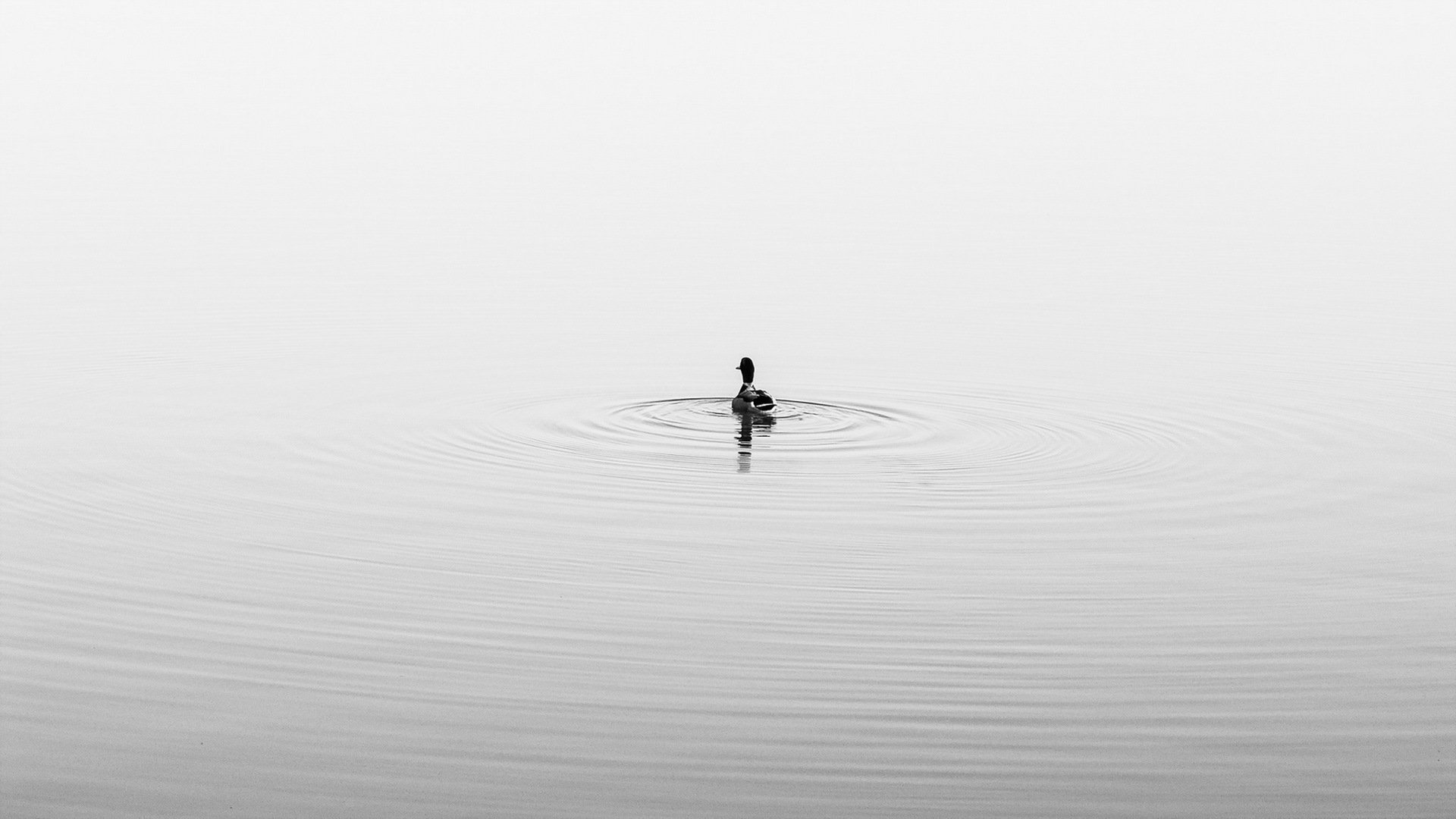 anatra lago natura