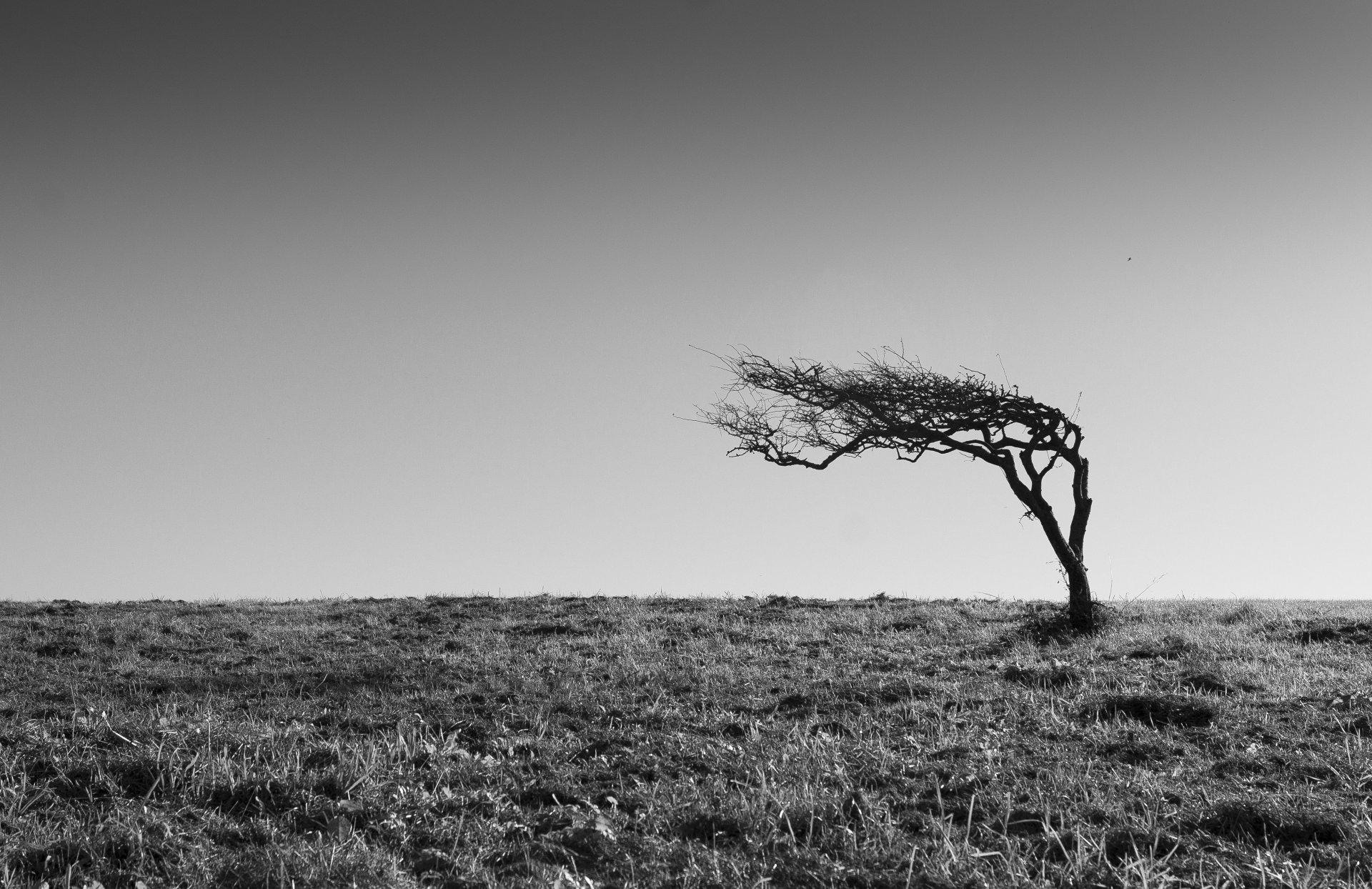 árboles campo horizonte cielo