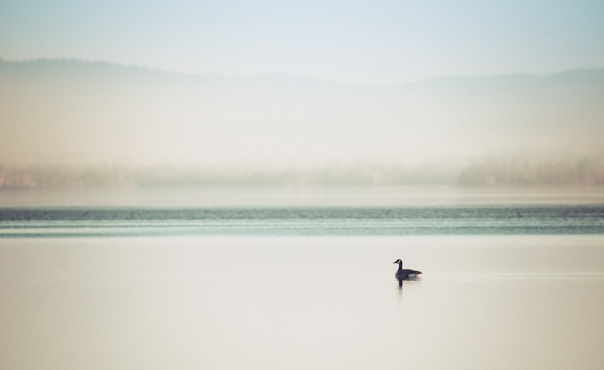 anatra lago nebbia