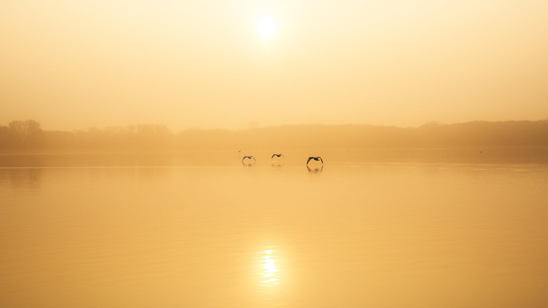 lago aves niebla