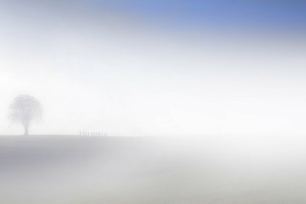 The field is in a fog. The silhouette of a tree is visible