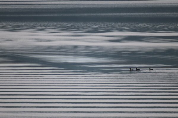 Paisaje minimalista: lago y patos