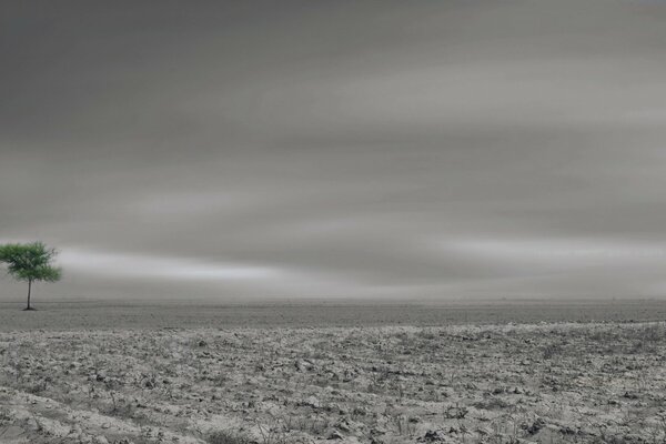 Arbre de paysage sur fond gris champ