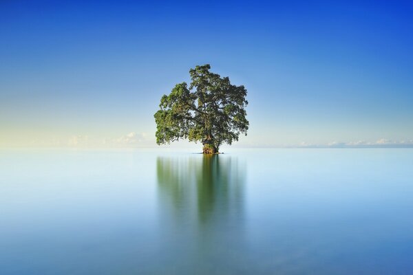 In der Mitte des Sees spiegelt sich der Baum selbst und der Himmel und die Wolken wider