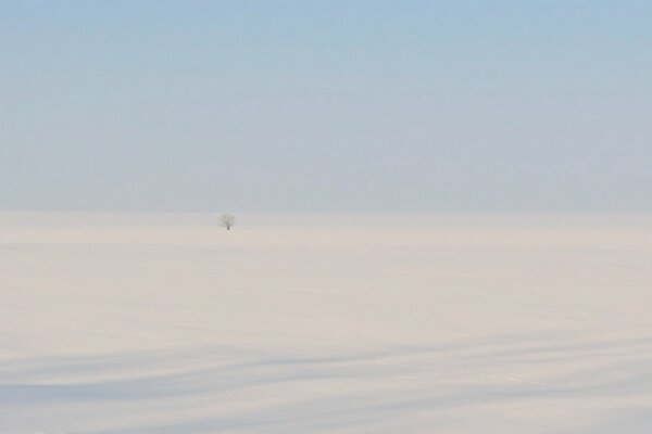 Árbol en medio del desierto, arenas blancas