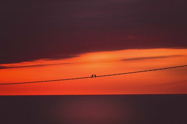 A lonely couple of birds enjoying the sunset