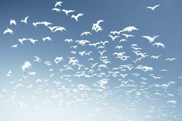 A flock of white birds in a blue sky