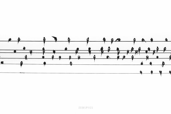 Pájaros en el cable como notas musicales