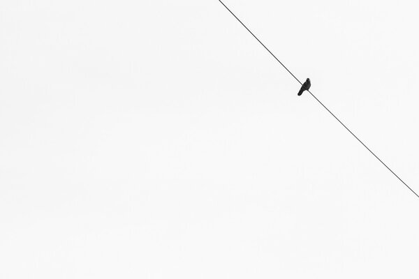 Minimalismo fondo Blanco y pájaro en el alambre