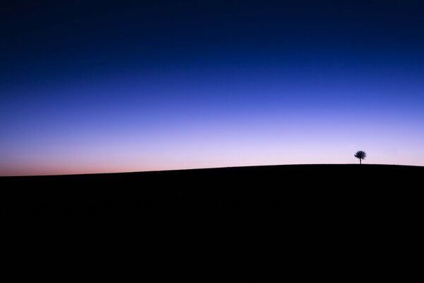 Photo field twilight sky tree