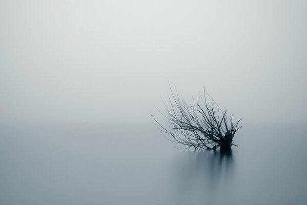 Ramas de árbol desnudas asomándose de la densa niebla