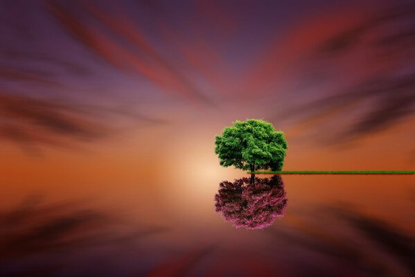 Der Baum spiegelt sich bei Sonnenuntergang im Wasser wider