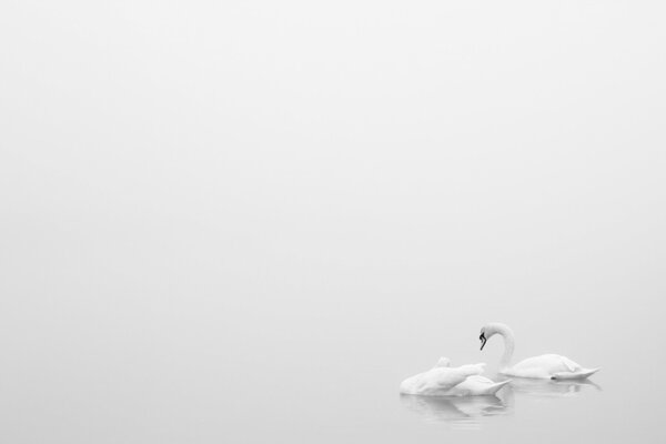 Dos cisnes blancos en un lago blanco