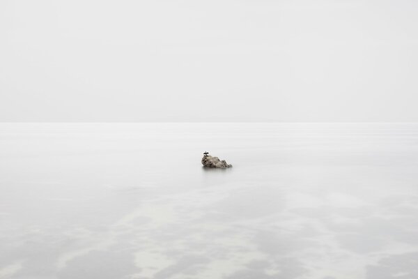 A bird on a rock in the middle of the sea