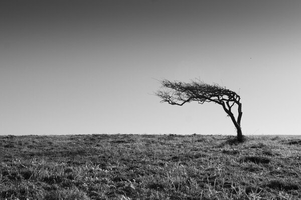 Albero solitario su un paesaggio in bianco e nero