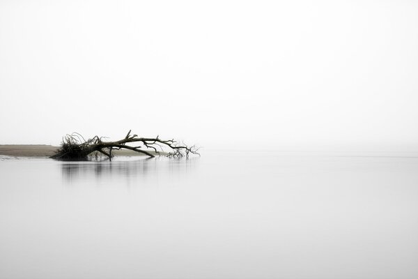 Ein Baum im Fluss in einem nebligen Morgen