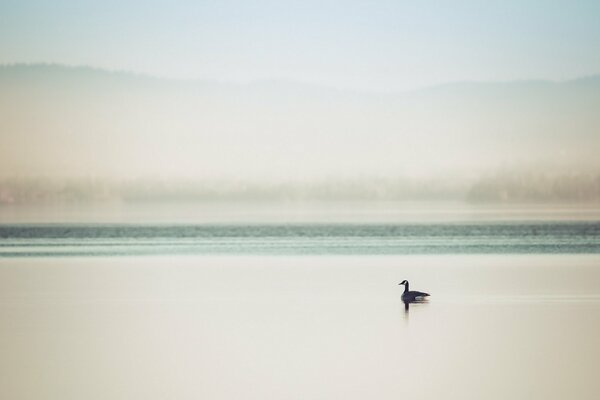 Eine Ente schwimmt im Nebel über den See