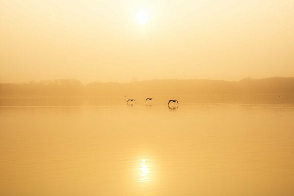 Three birds over the lake in the fog