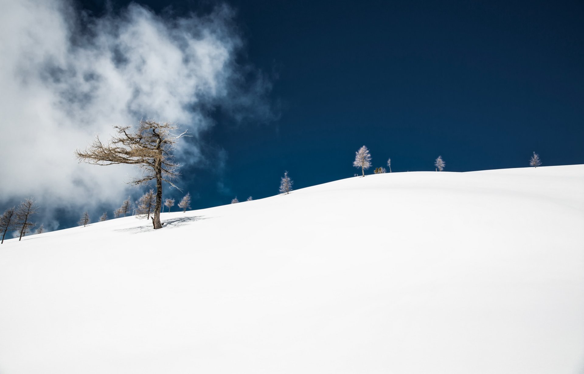 montaña nieve árbol