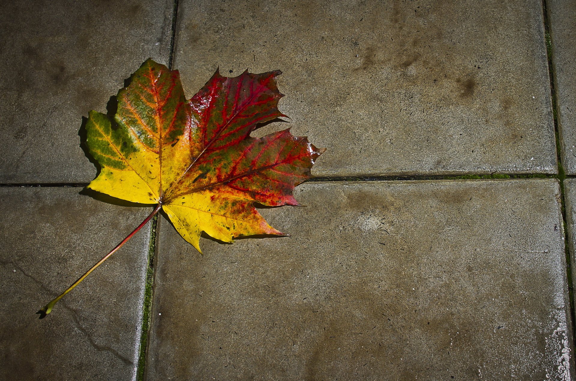 fliesen blatt herbst