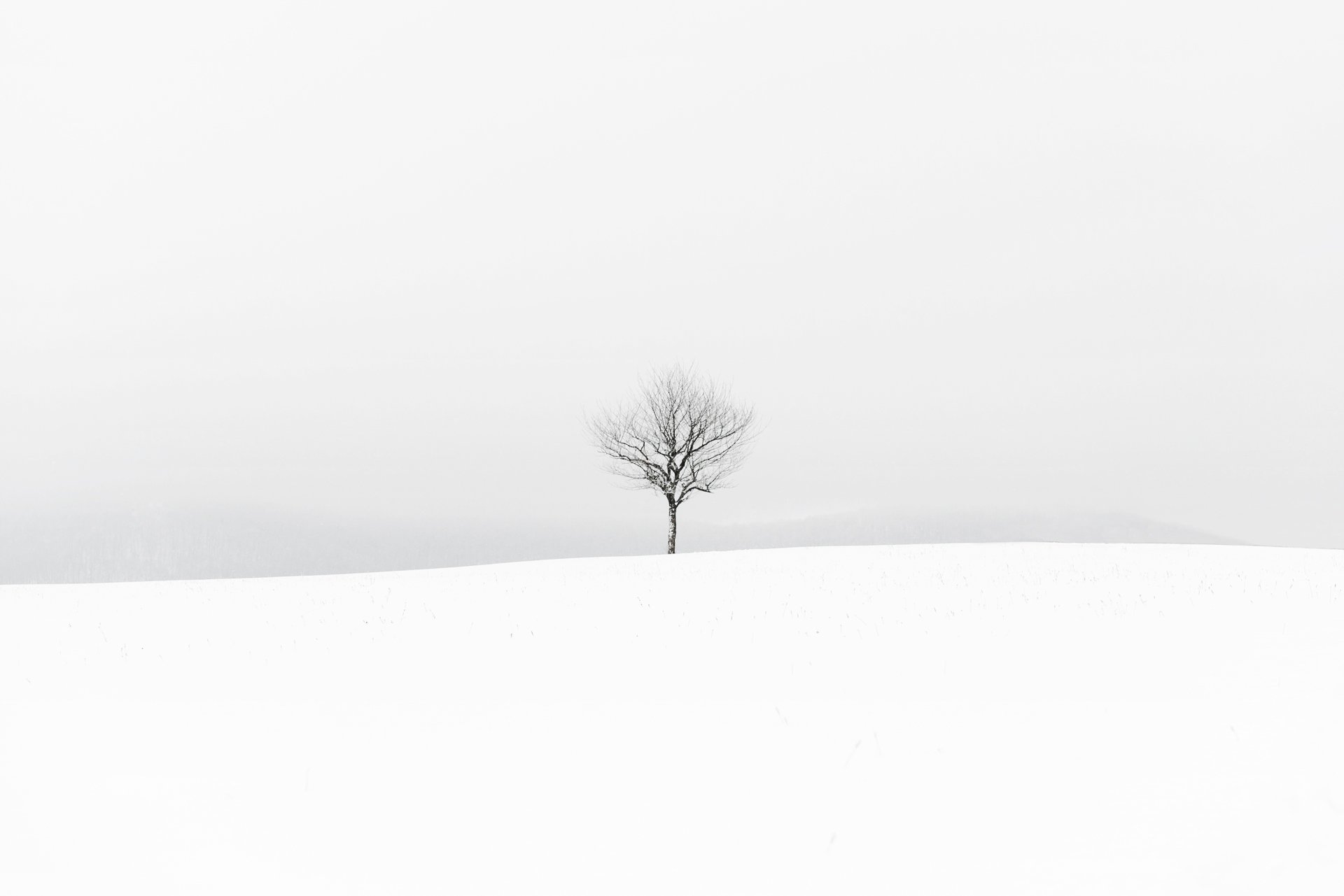 winter feld baum