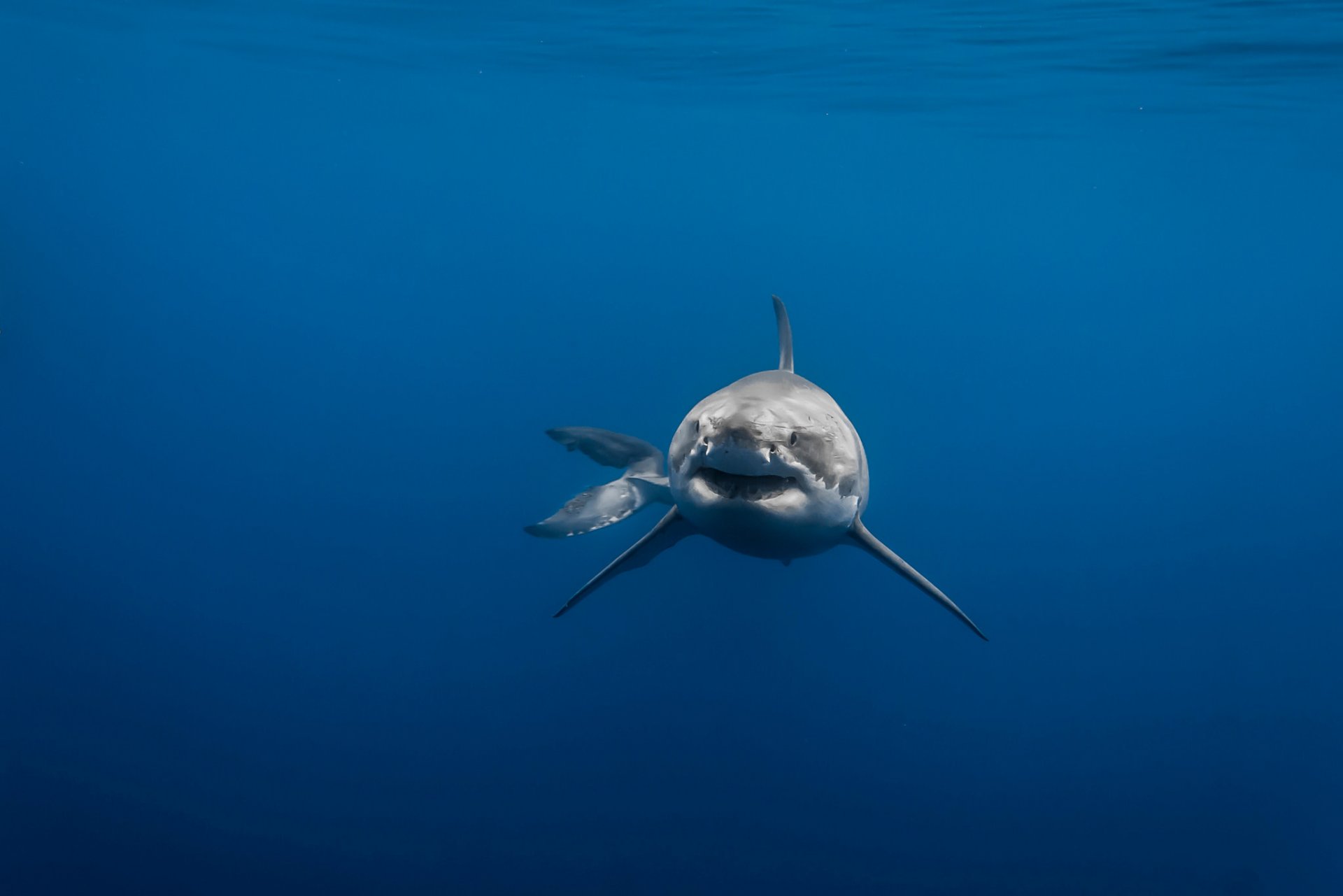 tiburón blanco depredador mar