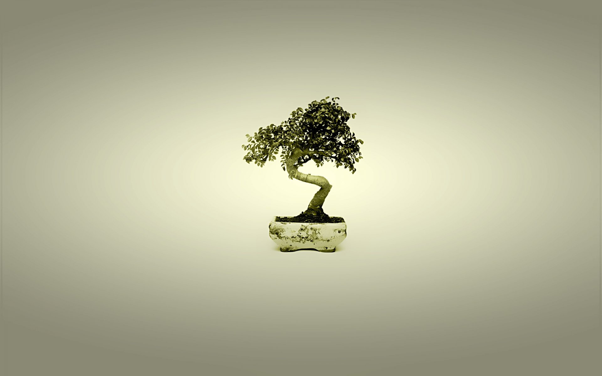 bonsaï arbre japon minimalisme