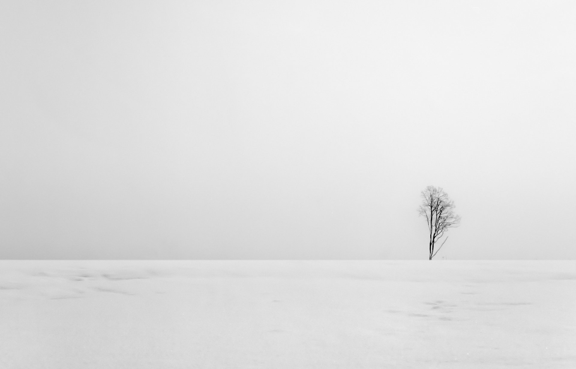 the field tree landscape minimalism