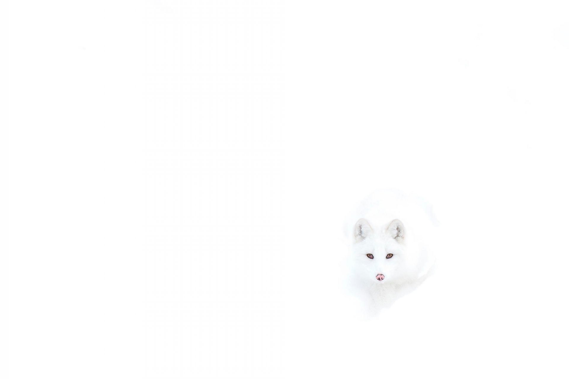 white polar fox invisible