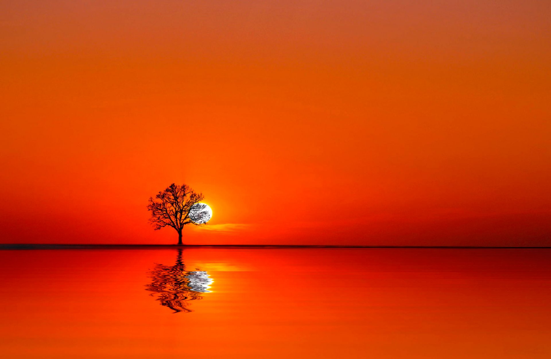 árbol agua puesta de sol sol