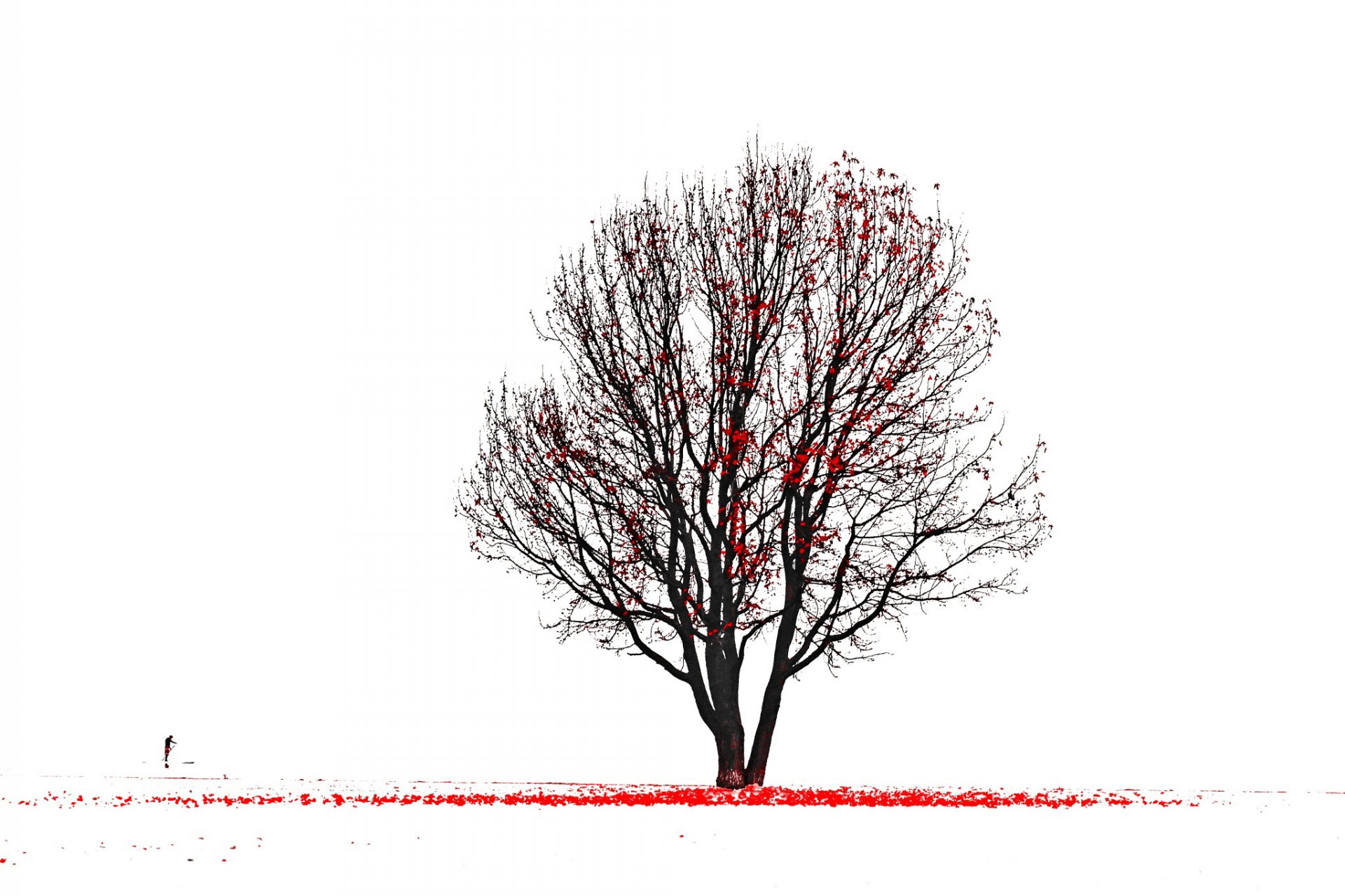 arbre feuilles rouges silhouette