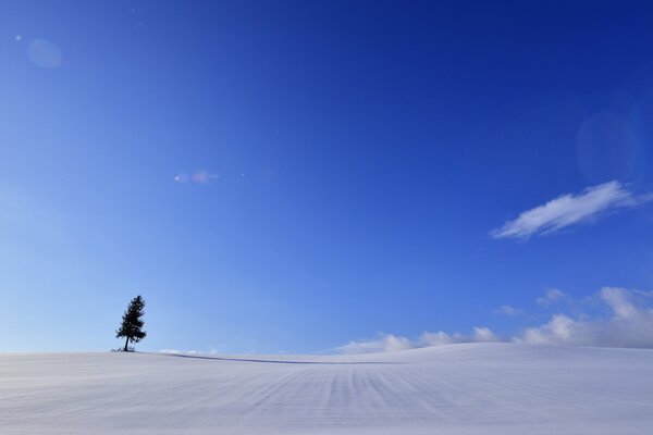 Paysage minimaliste d hiver avec arbre