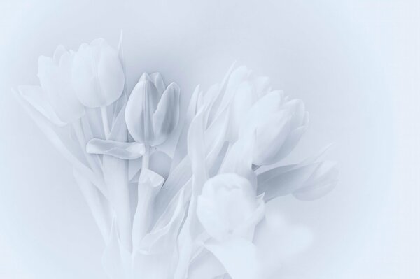 Tulipes de dessin noir et blanc sur fond blanc