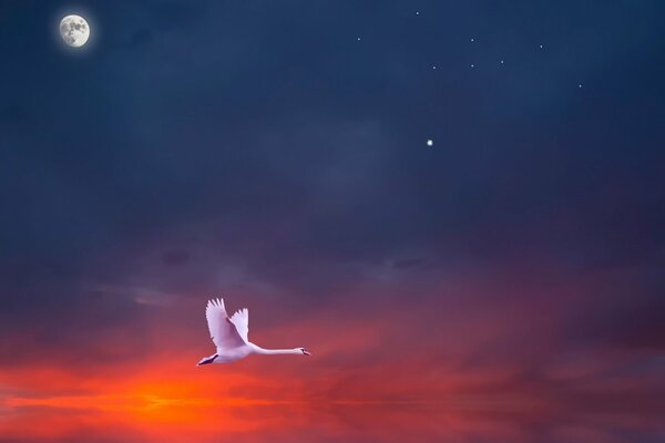 Cygne solitaire volant dans le ciel au coucher du soleil