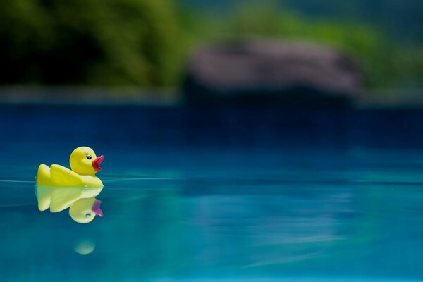 Gelbe Gummiente auf dem Wasser